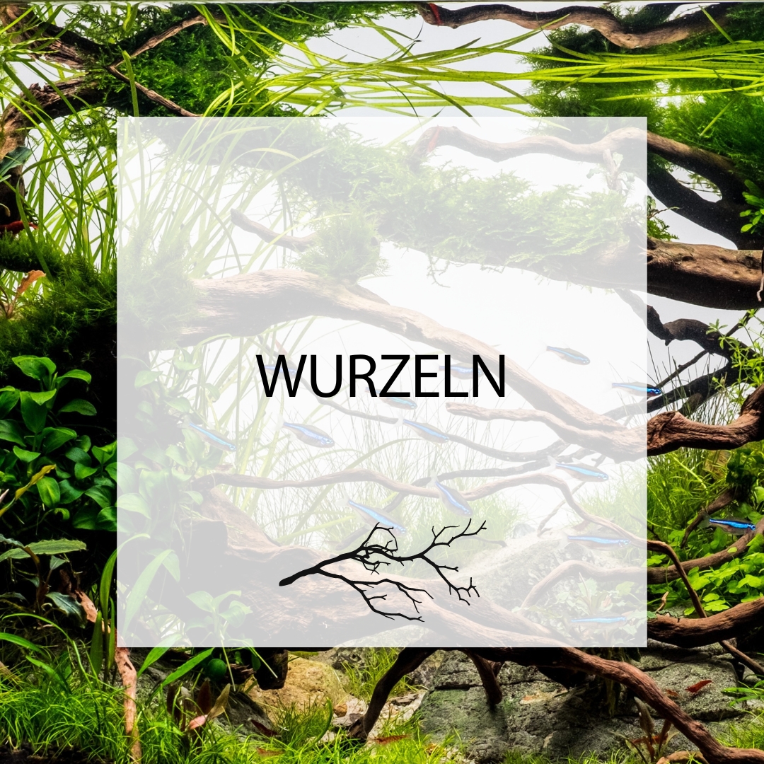 Wurzeln